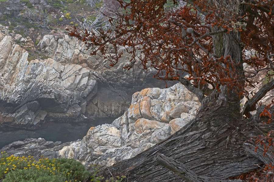 Across The Cove, Point Lobos State Reserve, California : California's Central Coast :  Jim Messer Photography