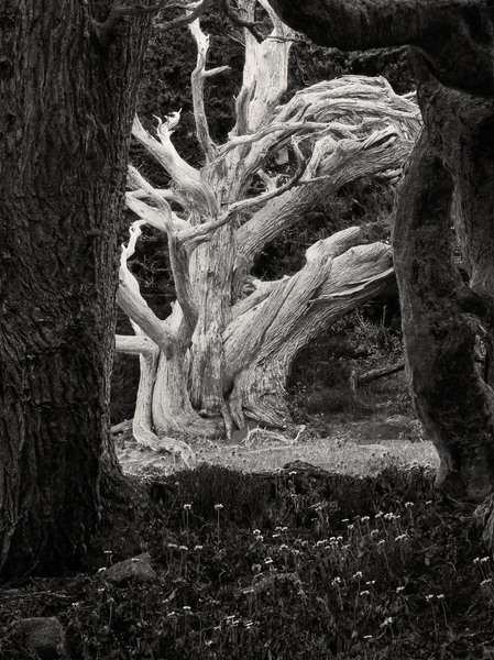 The White Tree, Point Lobos State Reserve, California : California's Central Coast :  Jim Messer Photography