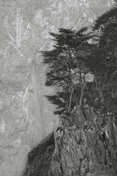 Trees Perched, Point Lobos State Reserve, California : Nature In Monochrome :  Jim Messer Photography