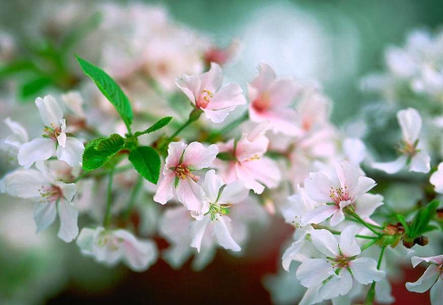 Yoshino Cherry Blossoms, Macon, Georgia : The East :  Jim Messer Photography
