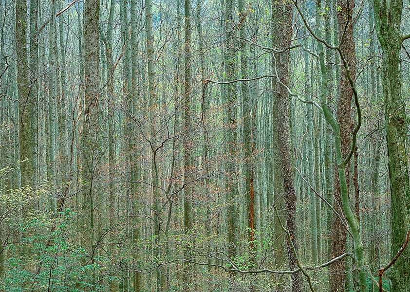 Spring Forest, Great Smoky Mountains National Park, North Carolina : The East :  Jim Messer Photography
