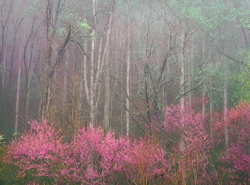 Redbud in Fog #2, Great Smoky Mountains National Park, North Carolina : The East :  Jim Messer Photography