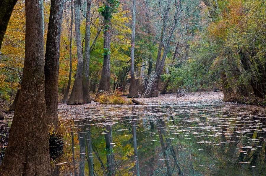 Bond Swamp, Macon, Georgia : The East :  Jim Messer Photography