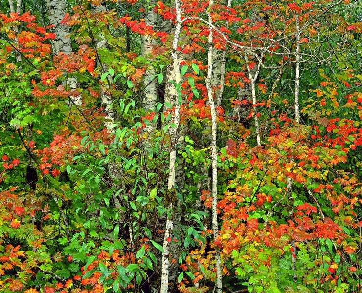 Vine Maple, Umpqua National Forest, Oregon : The West :  Jim Messer Photography