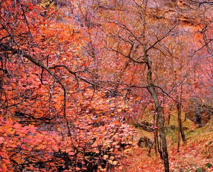 Fall Finale, Zion National Park, Utah : The West :  Jim Messer Photography