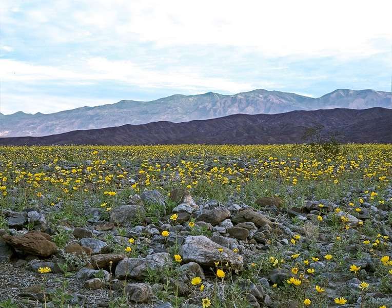 Desert Gold, Death Valley, California : The West :  Jim Messer Photography