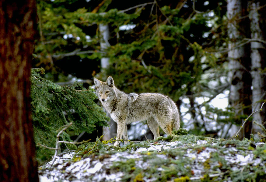 Coyote in Winter, Yosemite National Park, California : The West :  Jim Messer Photography