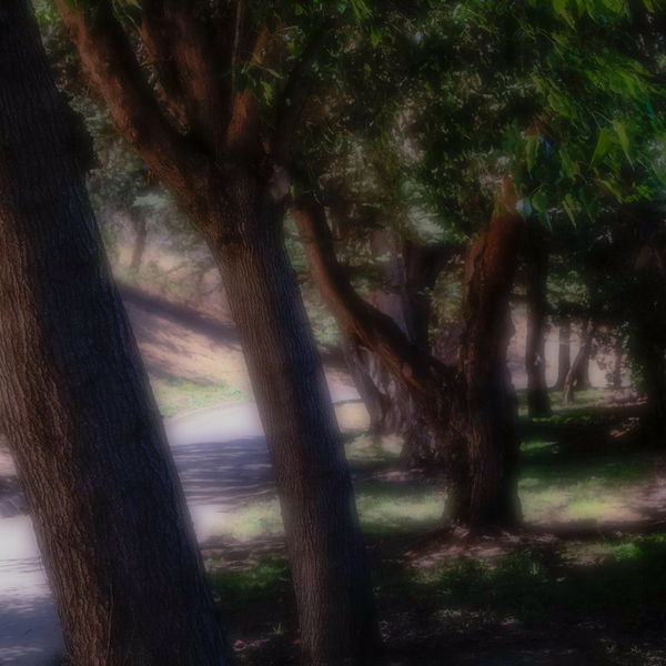 The Path in Morning Light  #3 Color, Salinas, California