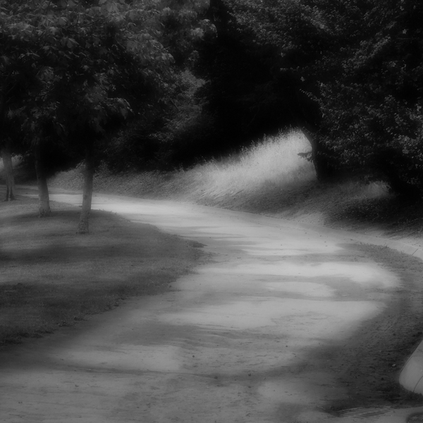The Path in Morning Ligh #2 Monochrome, Salinas, California
