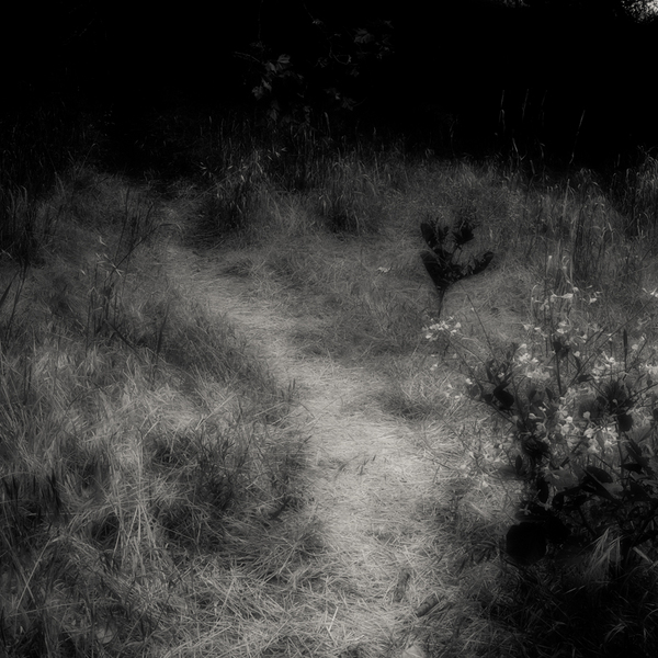 A Path Off The Path, Salinas, California : The Path In Monochrome :  Jim Messer Photography