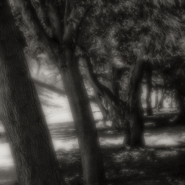 The Path in Morning Ligh #3 Monochrome, Salinas, California
