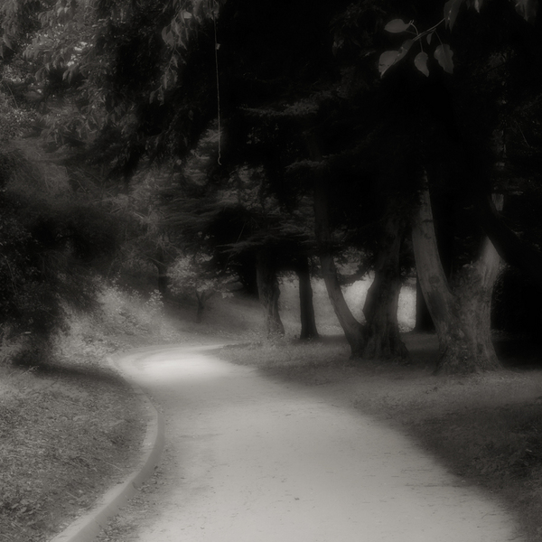 The Path in Morning Light Monochrome, Salinas, California