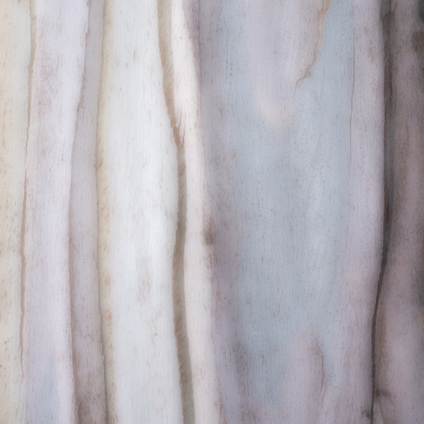 Eucalyptus #3 : An Exploration of Eucalyptus :  Jim Messer Photography