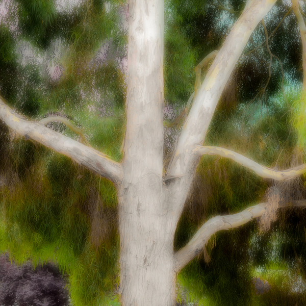 Eucalyptus Trunk