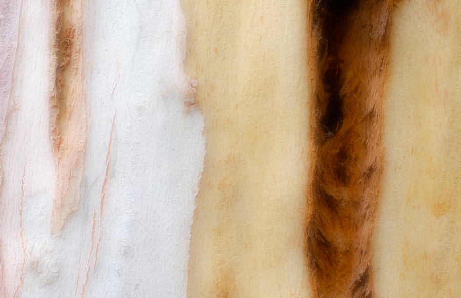 Eucalyptus #9 : An Exploration of Eucalyptus :  Jim Messer Photography