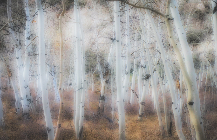 Aspen Fairyland, North Lake, Eastern Sierra Mountains, California :  The Eastern Sierra's Magical Aura (Ongoing) :  Jim Messer Photography