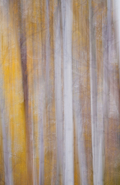 Aspen Abstract, Aspendell, Eastern Sierra Mountains, California :  The Eastern Sierra's Magical Aura (Ongoing) :  Jim Messer Photography