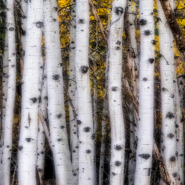 Aspen Family, Aspendell, Easern Sierra Mountains, California : The West :  Jim Messer Photography