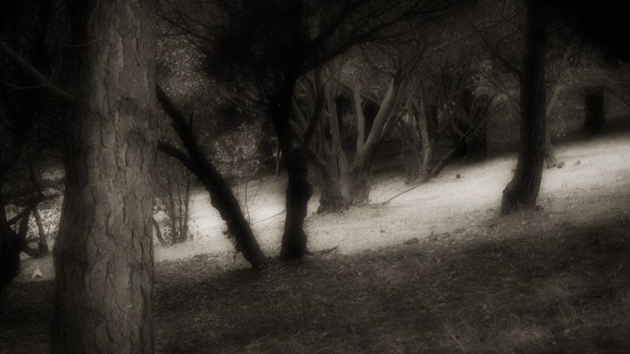 Path - Light and Shadow, Salinas, California : The Path In Monochrome :  Jim Messer Photography