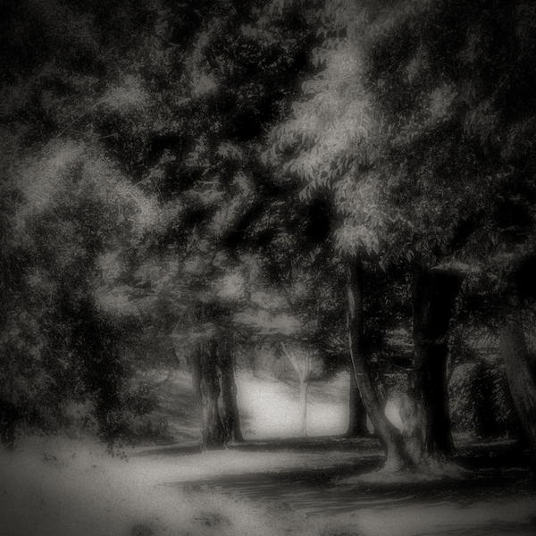 Trees In Sunlight Along The Path, Salinas, California : The Path In Monochrome :  Jim Messer Photography