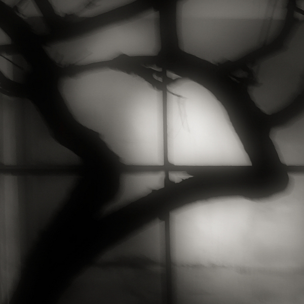 Bonsai Silhouette : Tao :  Jim Messer Photography