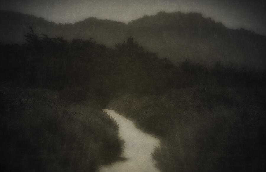 Pt. Lobos Path At Dusk : Last Light/First Light :  Jim Messer Photography